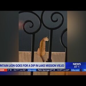 Mountain lion goes for a dip in Lake Mission Viejo