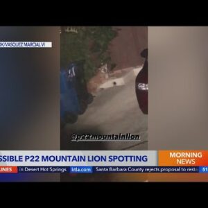 Mountain lion has been spotted roaming Silver Lake
