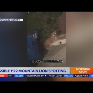 Mountain lion spotted in Silver Lake