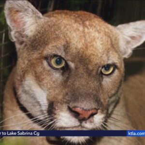 Mountain lion's death on PCH sparks calls for action