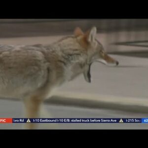 Pet owners encouraged to look out for coyotes