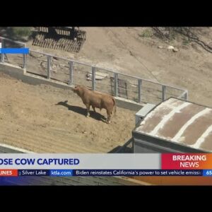 Authorities wrangle cow walking on freeway, parking lot in Lake View Terrace