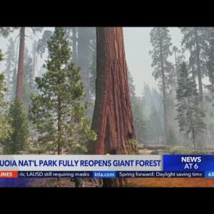 Sequoia National Park fully reopens Giant Forest after fire closure