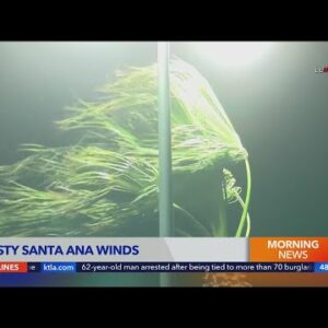 SoCal battered by powerful Santa Ana winds