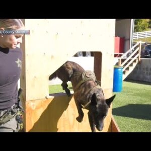 Ventura County Sheriff’s Office highlights all-female police dog team