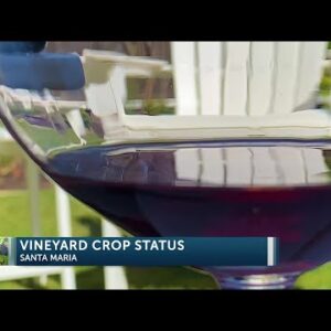 Wine growers share this week’s rain impact on crops 4PM PREVIEW