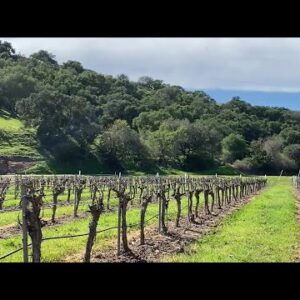 Wine growers share this week’s rain impact on crops 6PM SHOW