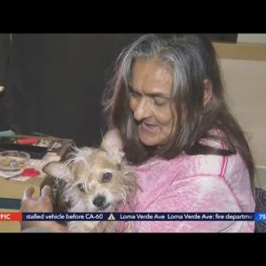 Woman severely injured in DTLA hit-and-run reunited with missing dog