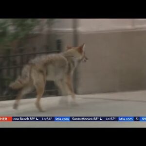 2 coyotes killed after child attacked in Huntington Beach
