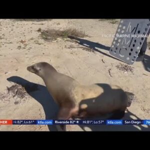 21 sea lions found dead on O.C. coast