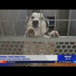Adopters Wanted: L.A. animal shelters full