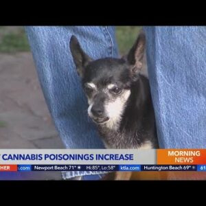 Veterinarian Dr. Jeff Werber discusses the recent rise in pet cannabis poisonings