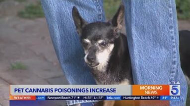 Veterinarian Dr. Jeff Werber discusses the recent rise in pet cannabis poisonings