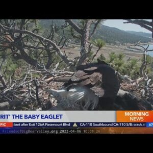 Big Bear baby eaglet gets a name
