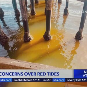 Birds could be affected by red tide in O.C.