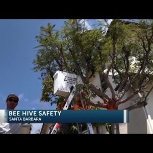 Busy bees keep Southcoast beekeeper on the move
