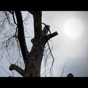 Dozens of neighborhood trees destroyed by residents costing thousands of dollars to replace ...