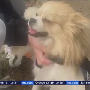 Dog missing after SUV stolen in East Hollywood found safe