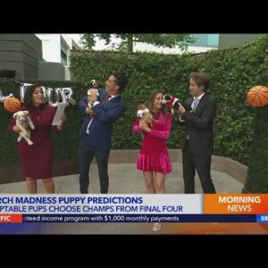 Adoptable puppies compete to predict with winner of the NCAA Final Four