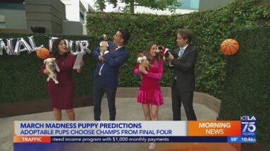 Adoptable puppies compete to predict with winner of the NCAA Final Four