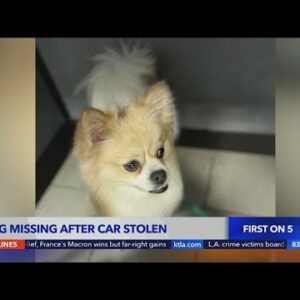 Family's dog missing after thief steals vehicle in East Hollywood