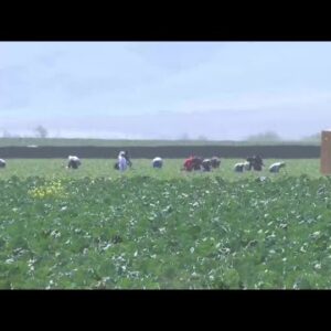 Farmworkers impacted by Central Coast heat wave