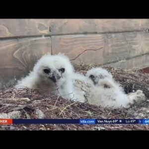 Firefighters rescue owlet that fell off roof in Woodland Hills