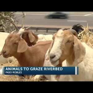 Goats and sheep return to Paso Robles riverbed for fire prevention