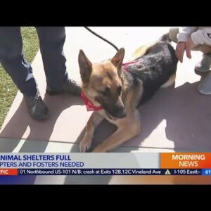 LA animal shelters looking for adopters, fosters
