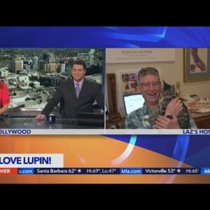 Lupin the cat takes center stage
