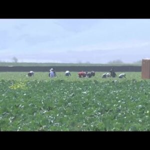 MICOP: ‘Farmworkers are impacted by this heat’