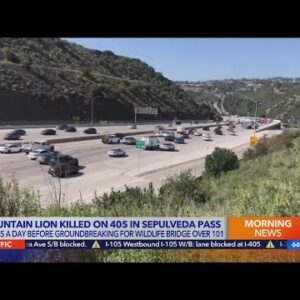 Mountain lion killed on 405 Freeway
