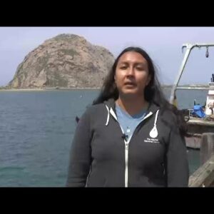 Rising number of marine life interactions with people drawing concerns in SLO County