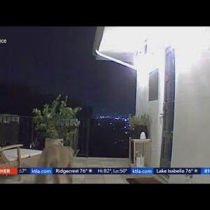 Possible P-22 sighting captured on video outside Hollywood Hills home