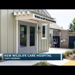 Santa Barbara Wildlife Care Network opens new hospital 5PM SHOW