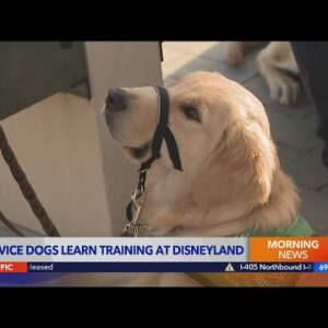 Service dogs in training take trip to Disneyland