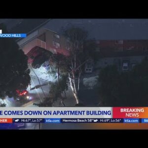 Tree topples onto Hollywood Hills apartment building