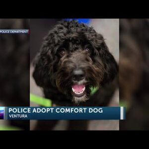 Ventura Police Department adopts first therapy comfort dog
