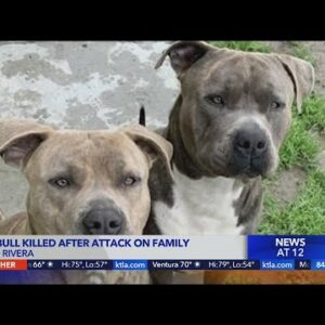 Woman kills pit bull that was mauling her daughter