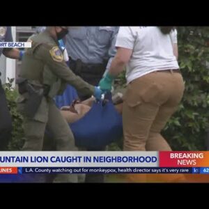 Mountain lion captured in Newport Beach neighborhood following brief escape
