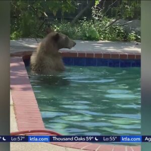 Bear swims in La Cañada Flintridge swimming pool