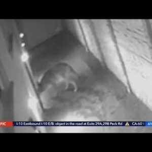 Coyote sneaks into Woodland Hills home through dog door