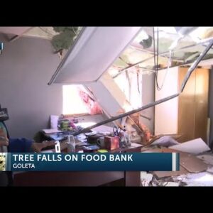 Old eucalyptus tree falls on Santa Barbara County Foodbank damaging generator and office