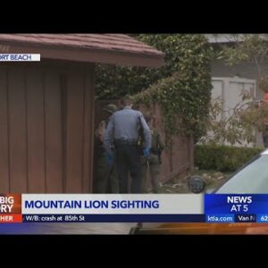 Newport Beach neighborhood on lockdown following mountain lion sighting