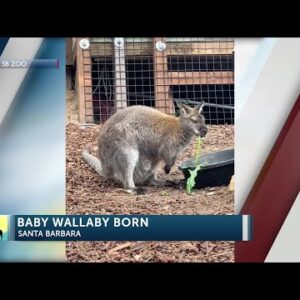 First baby wallaby born at Santa Barbara Zoo