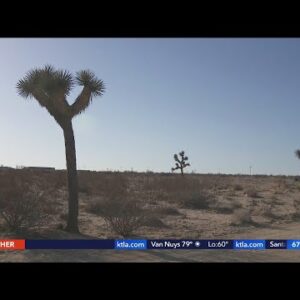 Growing popularity of Joshua Tree impacts longtime locals