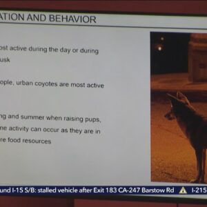 Huntington Beach hosts spirited town hall following coyote attack