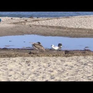 Santa Barbara Wildlife Care Network uses new wildlife hospital to treat 30 brown pelicans ...