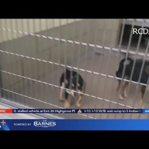 Inland Empire animal shelters full