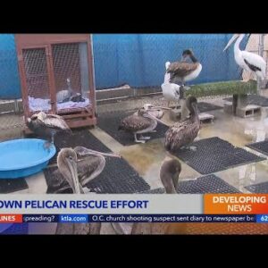 L.A. rescue inundated with sick and injured brown pelicans
